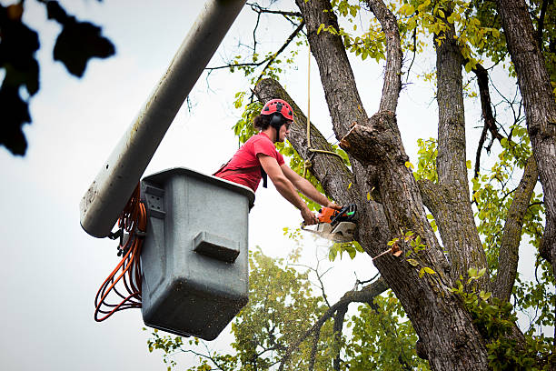 Tree and Shrub Care in Crown Point, IN